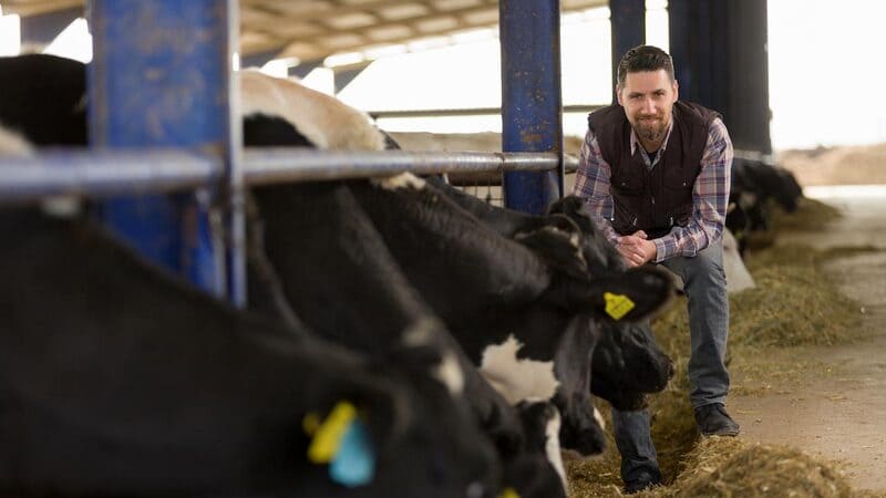 A man sits next to a group of cows eating.   A man sits next to a group of cows eating.