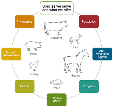 Animal Feed Additives Species Wheel Animal Feed Additives Species Wheel