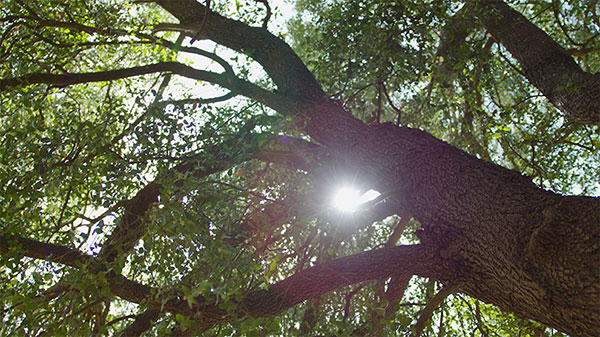 Feed Additives - Sustainable Image Feed Additives - Sustainable Image