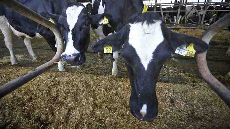 A couple of cows eat on a farm. A couple of cows eat on a farm.