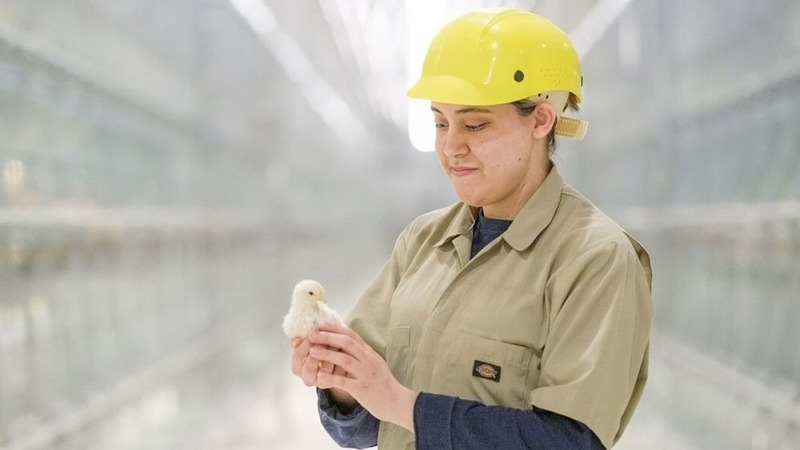 An employee at Forsman Farms in Minnesota holds a hen in a cage-free environment. An employee at Forsman Farms in Minnesota holds a hen in a cage-free environment.
