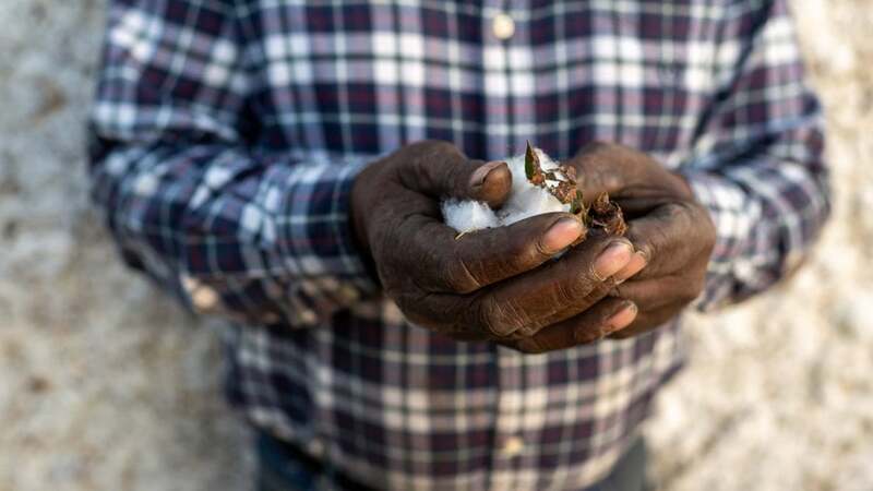 A farmer checks the leaf of a plant in their farm field.