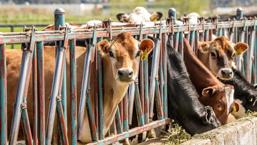 Many Jersey and Holstein cows eating.  Many Jersey and Holstein cows eating.
