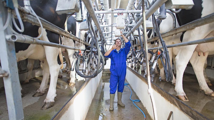A male farmer checks the lines of several dairy cows as they are milked.     A male farmer checks the lines of several dairy cows as they are milked.