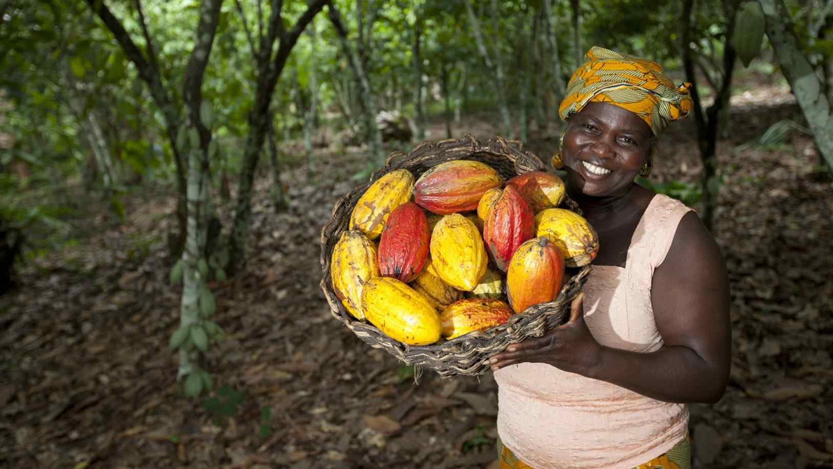 A woman holds a basket of cacao beans that will eventually be used to produce bioenergy and biofuel.  A woman holds a basket of cacao beans that will eventually be used to produce bioenergy and biofuel.
