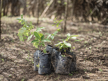2023 Cocoa & Forests Initiative Progress Report