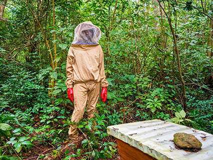 The buzz on beekeeping and biodiversity