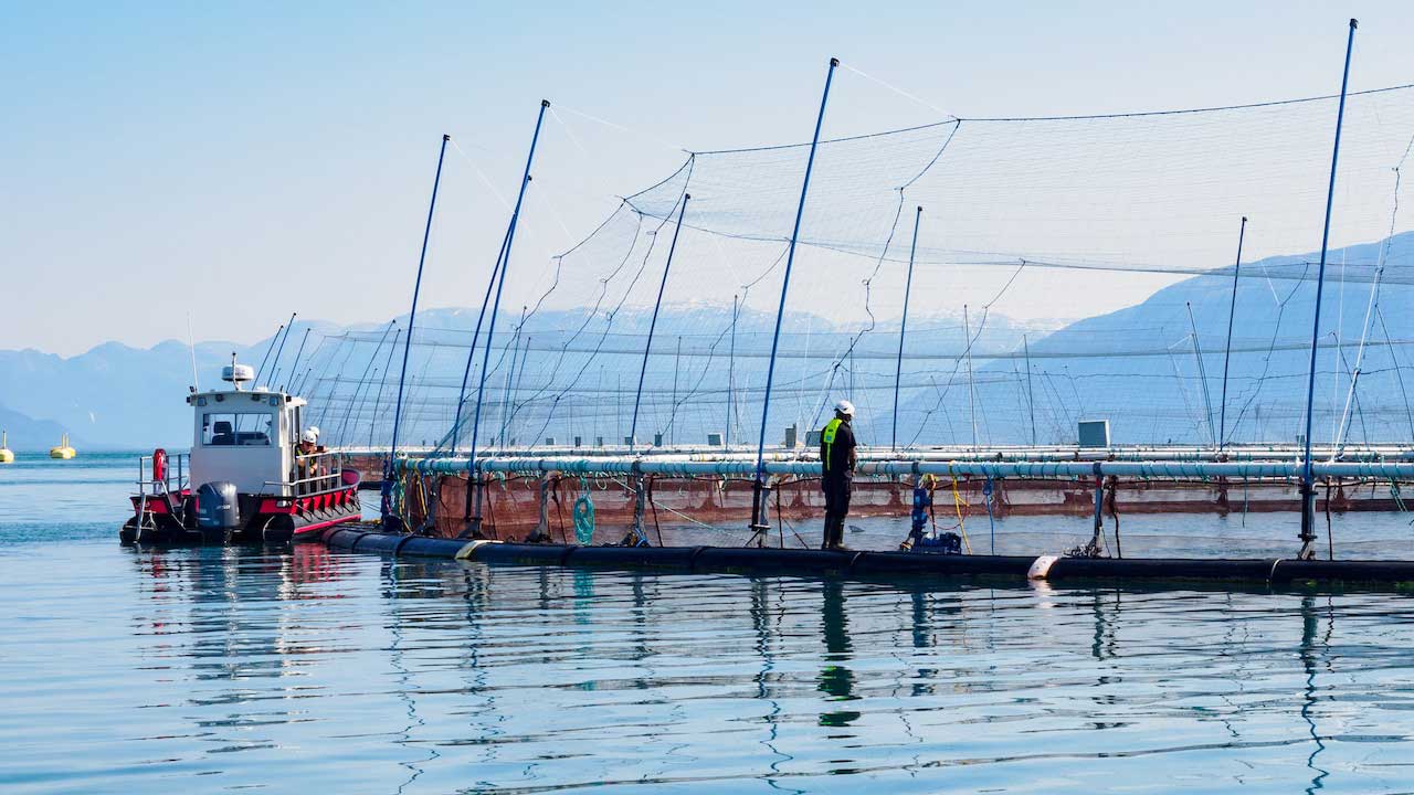 A man standing on a dock observes an aquaculture fishery. 