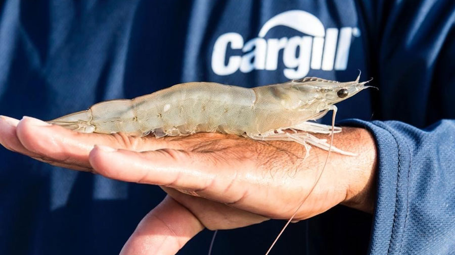 A fully-grown shrimp resting on a human hand. 
