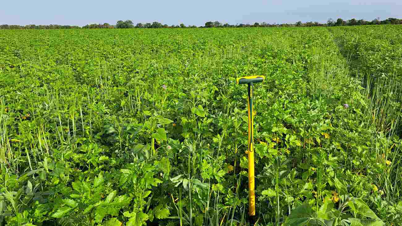 A lush green farm field of thriving cover crops in the French countryside A lush green farm field of thriving cover crops in the French countryside