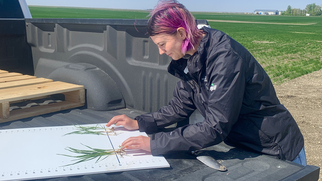 A women compares the impact of two different fertilizer blends on roots and leaf growth of durum wheat. A women compares the impact of two different fertilizer blends on roots and leaf growth of durum wheat.