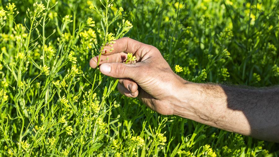 A farmer reaches their hand out to hold a yellow flower on a camelina plant.  A farmer reaches their hand out to hold a yellow flower on a camelina plant.
