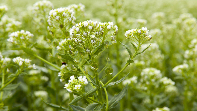 White flowers bloom on a pennycress plant. 