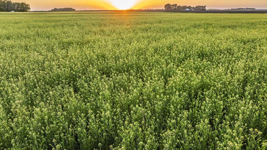The sun shines down on a field of camelina plant. The sun shines down on a field of camelina plant.