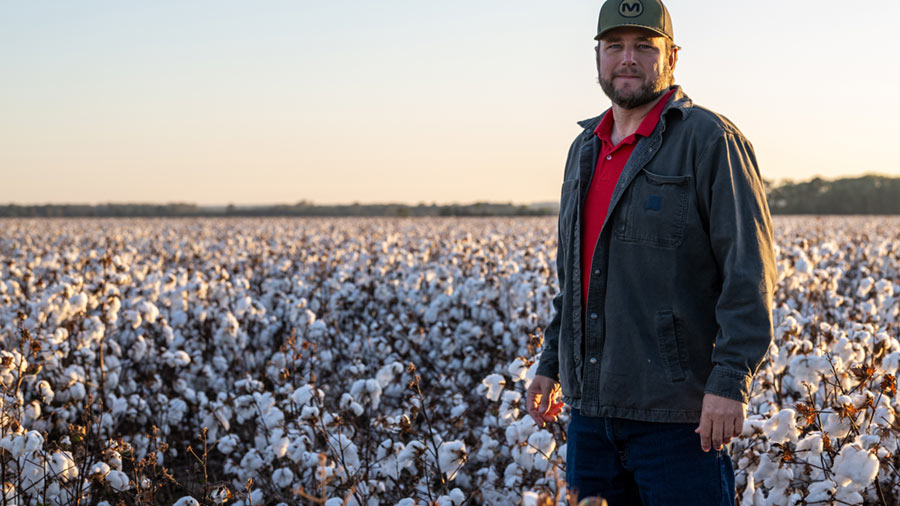 The sun shines down on a field of cotton. 