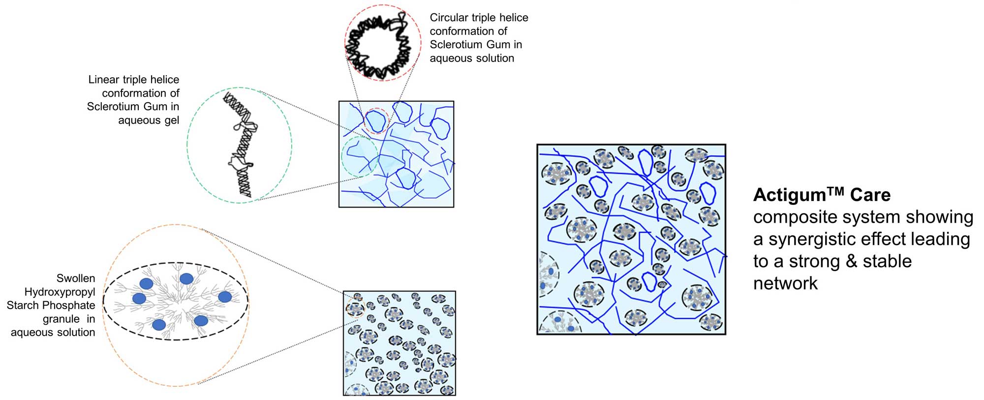 Actigum™ Care Polymer Mapping Actigum™ Care Polymer Mapping