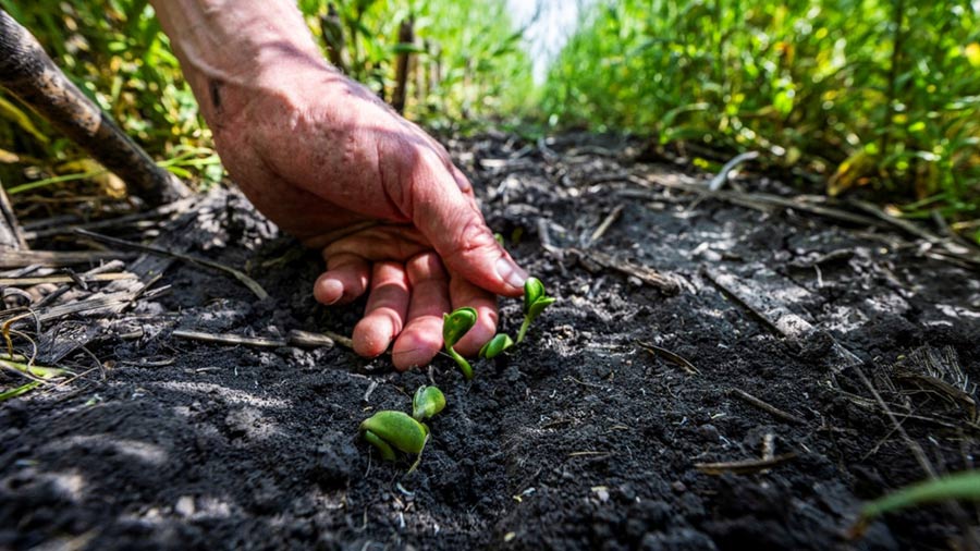 Crops grow out of healthy soil. Crops grow out of healthy soil.