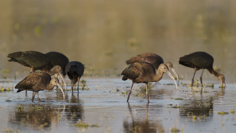 White-faced ibises walk through restored wetlands.