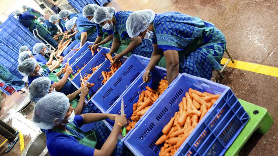 Workers in India sorting vegetables into bins.