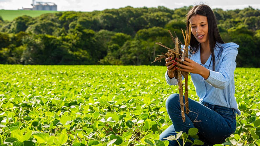 A woman holding soil and sticks kneels on farmland in Brazil. A woman holding soil and sticks kneels on farmland in Brazil.