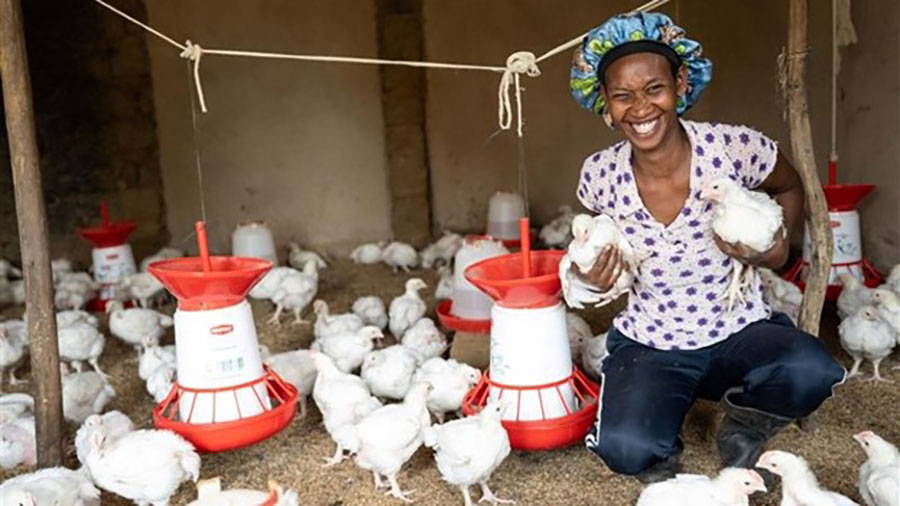 A female farmer kneels down and holds two white chickens amidst dozens of white chickens.  A female farmer kneels down and holds two white chickens amidst dozens of white chickens.