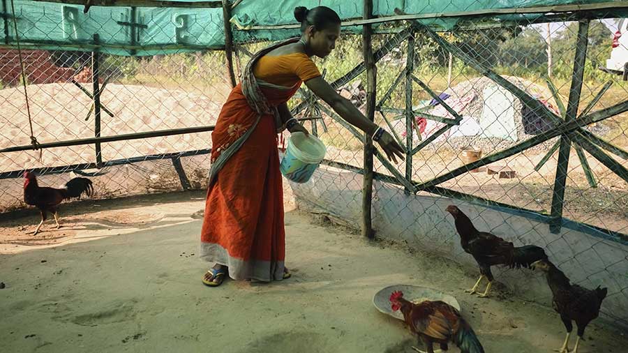 woman in a yellow and red sari and dress feeds several chickens in a coop. 