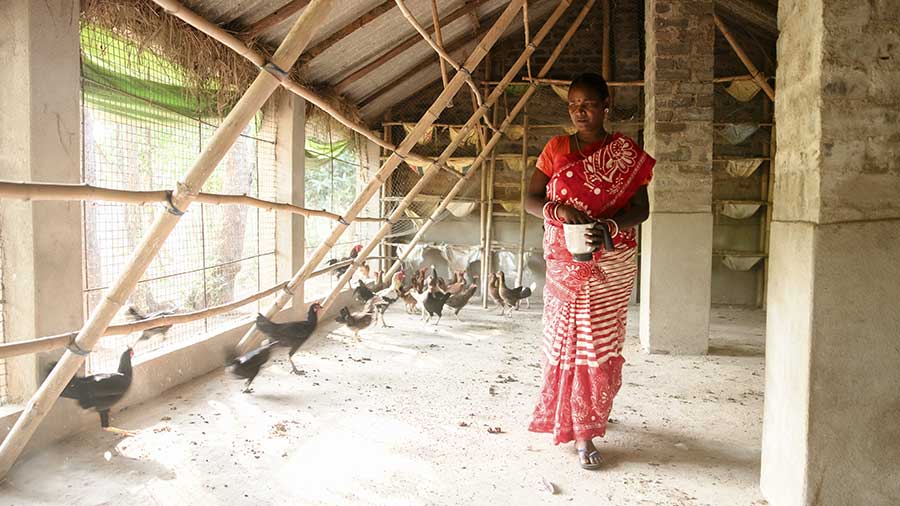 A woman wearing a pink and yellow sari stands in front of a metal chicken coop.  A woman wearing a pink and yellow sari stands in front of a metal chicken coop.