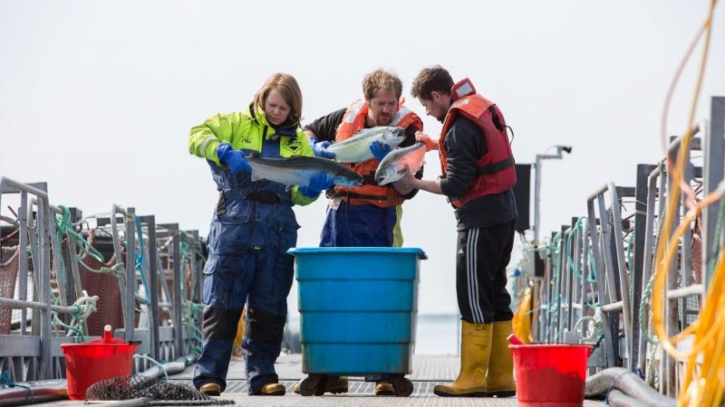 Three salmon farmers stand on a dock and examine three salmon.