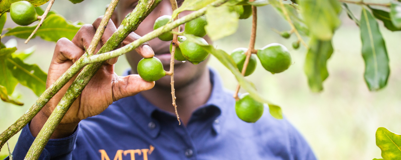 male picking macadamia seed from branch