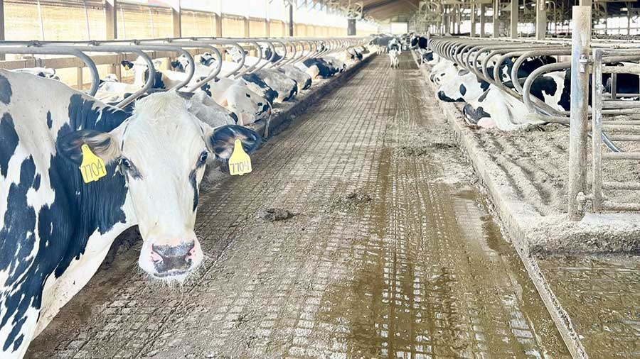 Two rows of dairy cows lie down inside a large building.    Two rows of dairy cows lie down inside a large building.