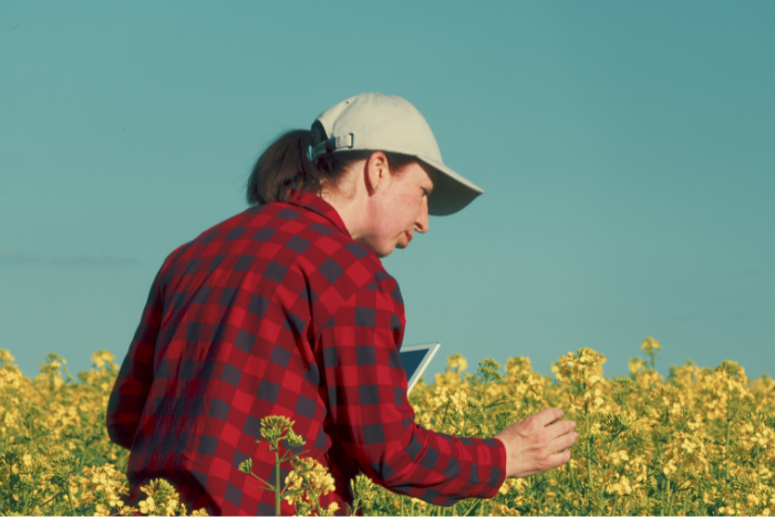 woman in rapeseed field