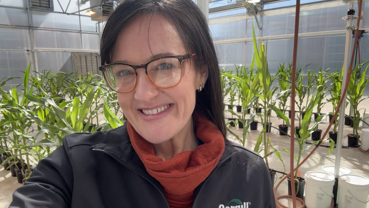 A Cargill crop innovation scientist stands in front of several rows of potted plants growing in a greenhouse. 