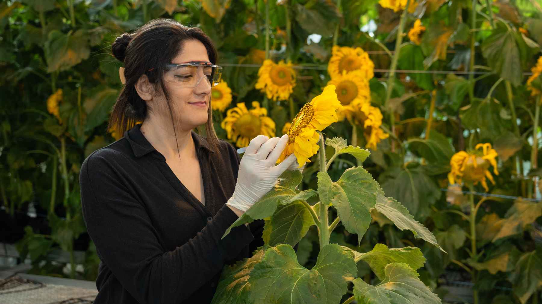 A Cargill crop innovation scientist uses a pair of tweezers to pull seeds from a sunflower. 