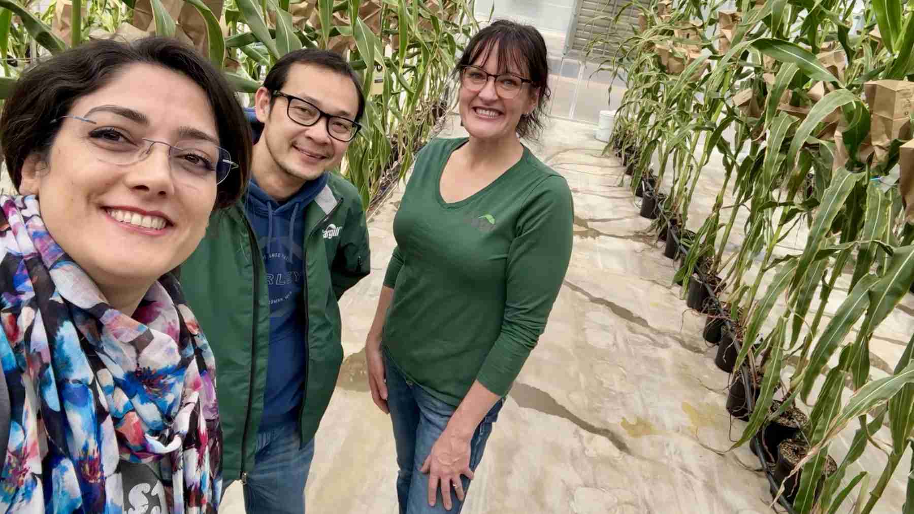 Three Cargill crop innovation scientists stand and smile inside the greenhouse between rows of potted plants.  