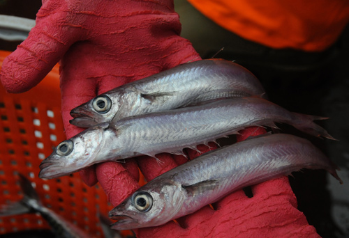 Partnerships Partnerships