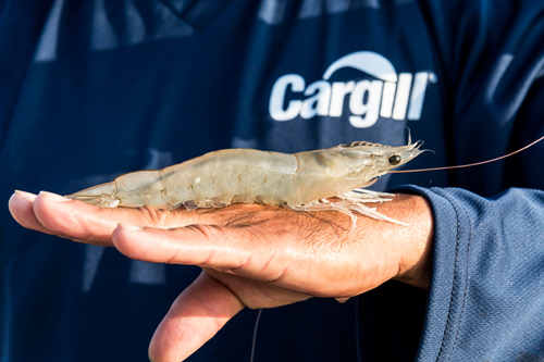 Partnerships Partnerships