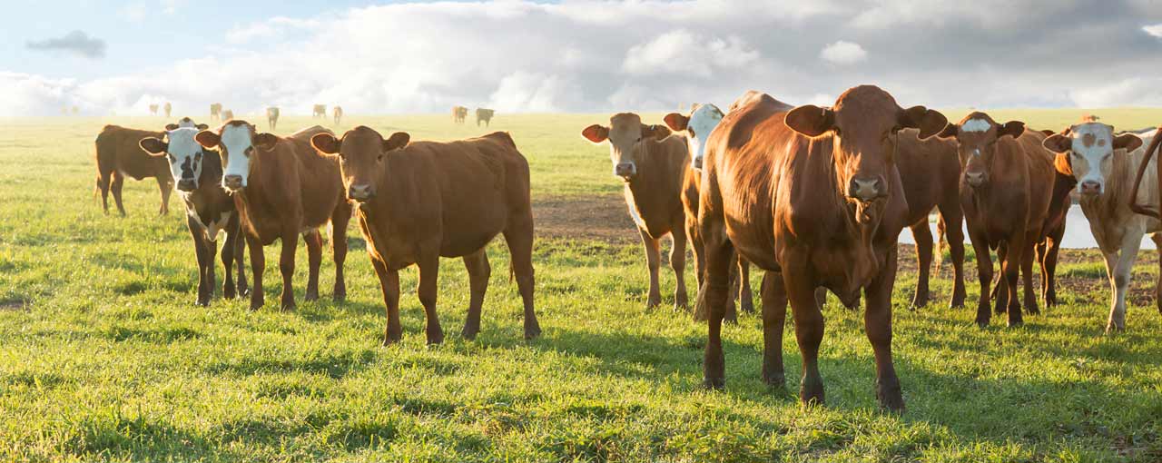 BeefUp Sustainability bg image BeefUp Sustainability bg image