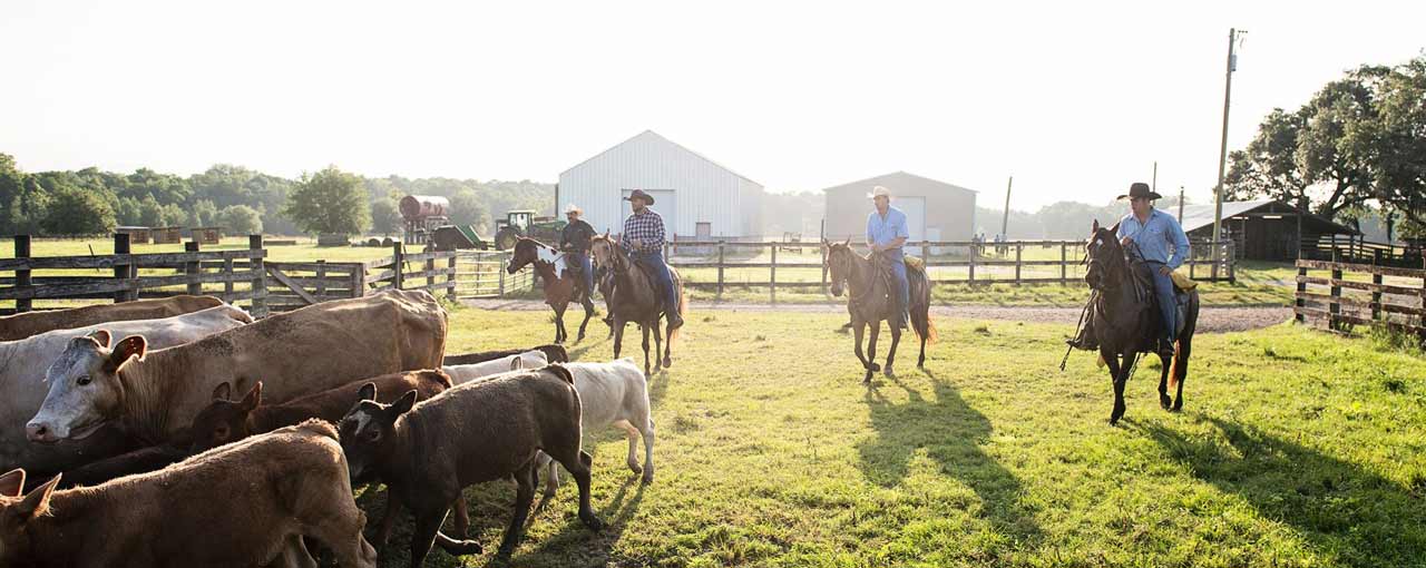 BeefUp Sustainability Partnerships image BeefUp Sustainability Partnerships image