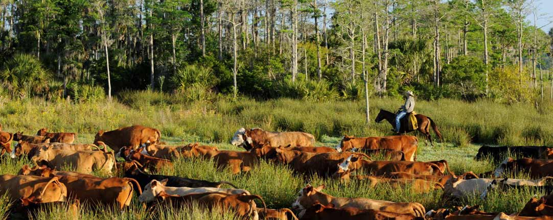 Beef Environmental Impact