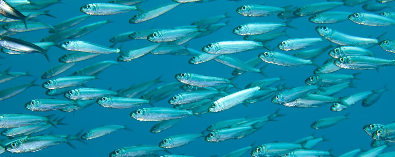 Marine biodiversity Marine biodiversity