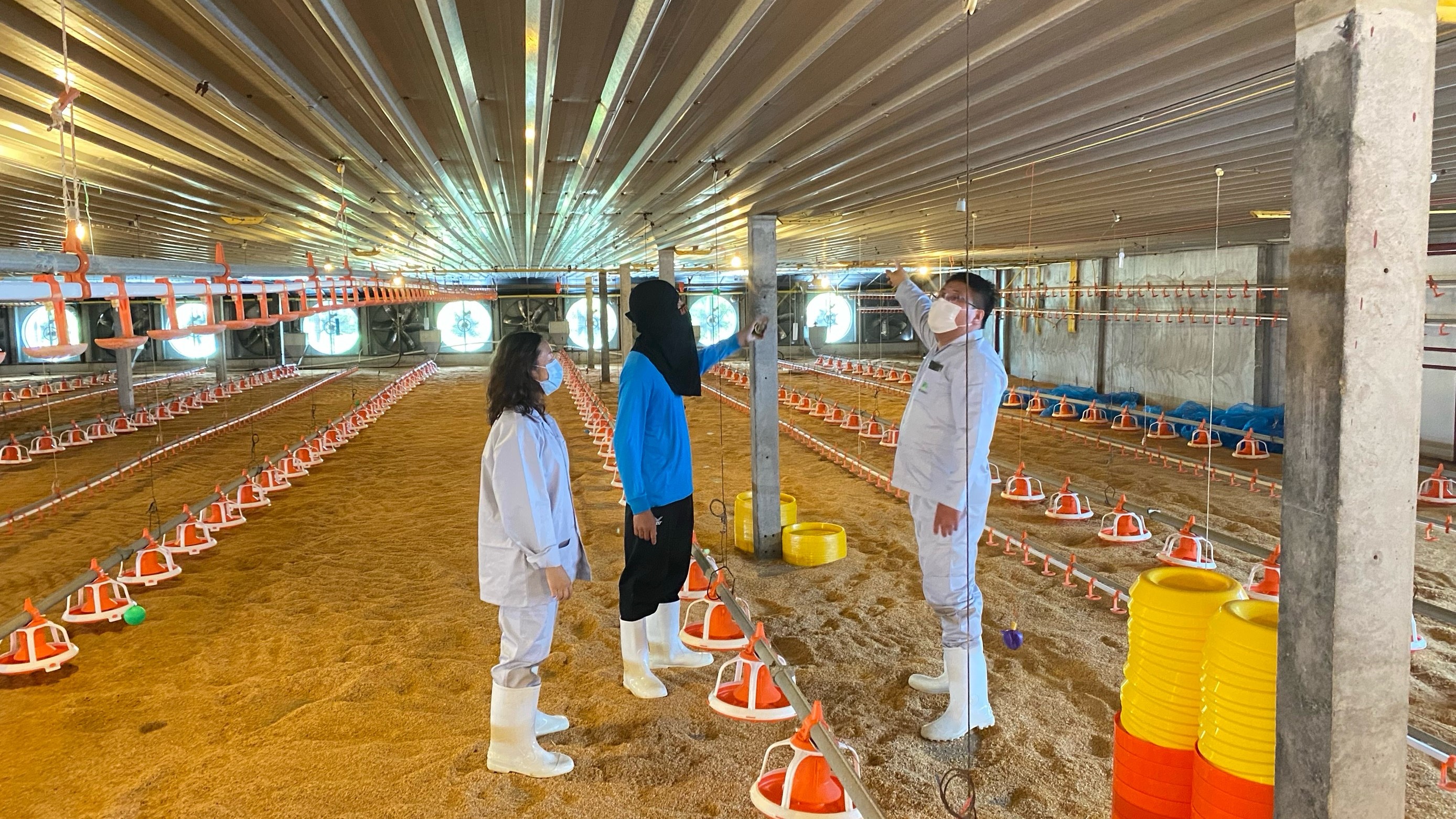 Three people set up a camera in a chicken farm to monitor birds.  Three people set up a camera in a chicken farm to monitor birds.