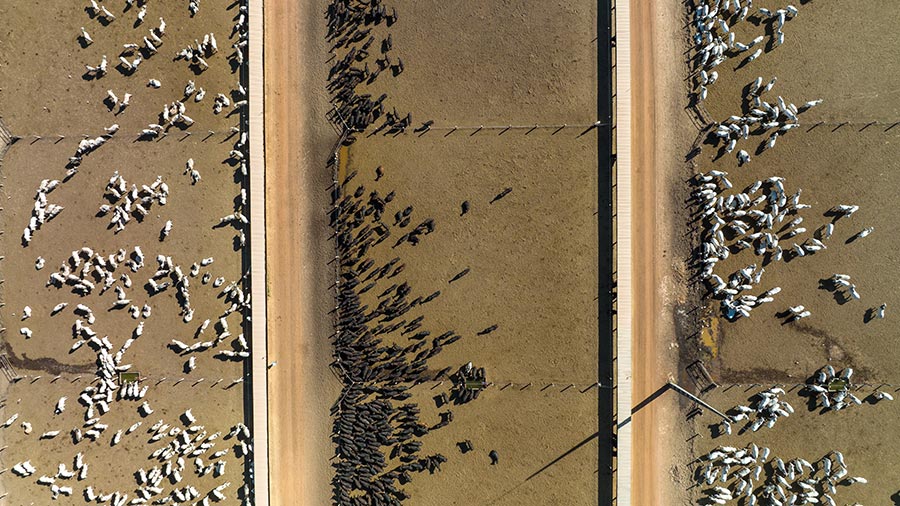 A cattle farmer holds a controller and watches a drone take off into the air in front of a large paddock of cattle.  A cattle farmer holds a controller and watches a drone take off into the air in front of a large paddock of cattle.