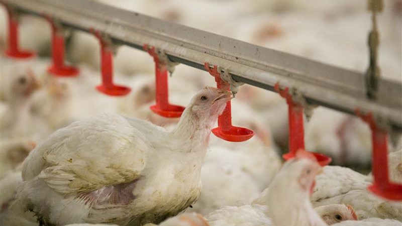 Dozens of chickens eat from red feeders in a large chicken coop.  Dozens of chickens eat from red feeders in a large chicken coop.