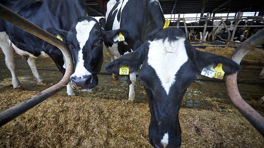A black and white cow dips its head down and eats from a large pile of brown feed. 
