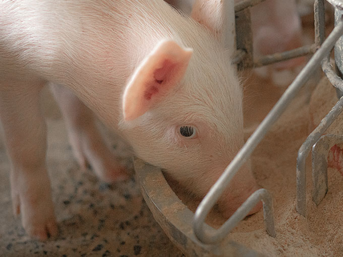 A piglet puts its snout down into a container of smooth feed.  A piglet puts its snout down into a container of smooth feed.