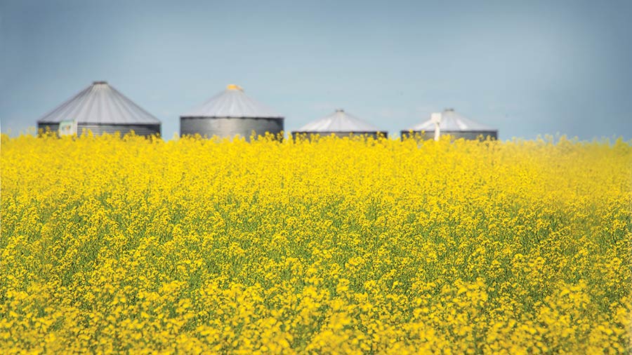 Canola fields in bloom near grain silos in Saskatchewan, Canada. Canola fields in bloom near grain silos in Saskatchewan, Canada.