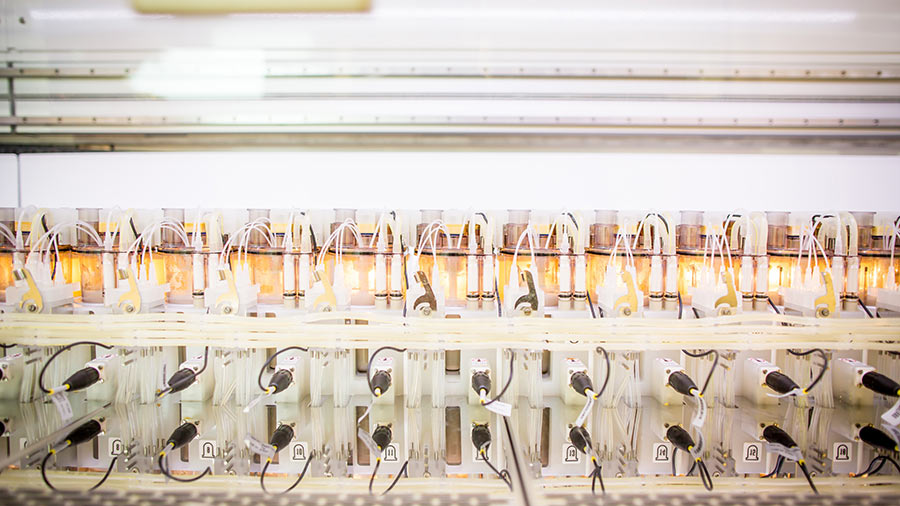 A row of 12 clear bottles with fermented liquids inside.  A row of 12 clear bottles with fermented liquids inside.