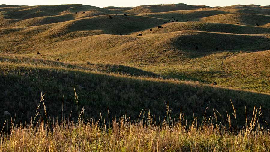 Sun shines down on rolling hills and grassland in South Dakota, where several cows graze. Sun shines down on rolling hills and grassland in South Dakota, where several cows graze.